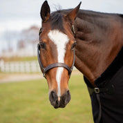 Front view of a horse wearing the chocolate brown Equinavia Valkyrie Classic Leather Halter while standing outside 