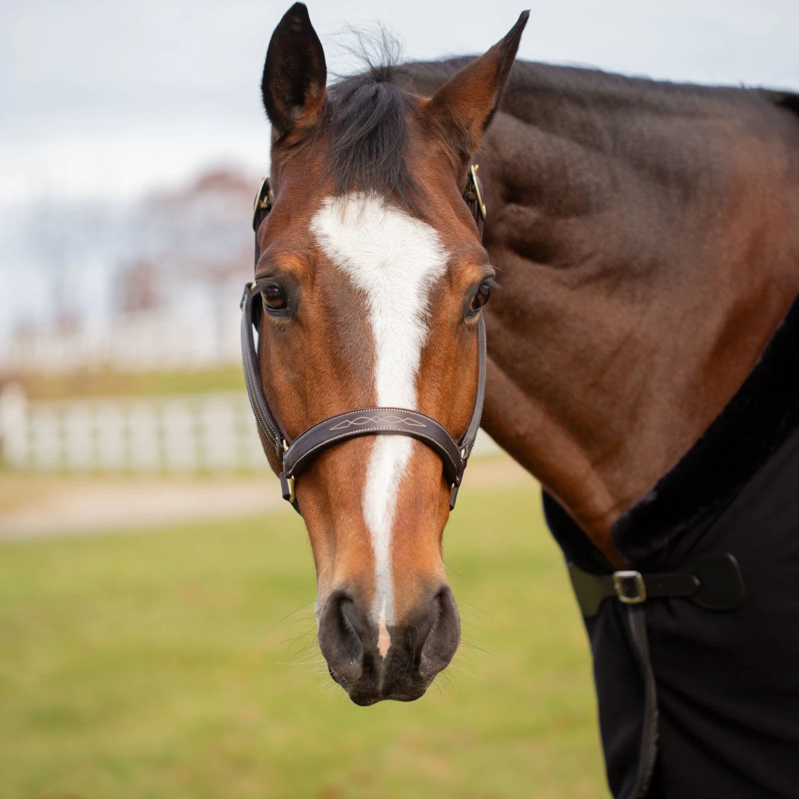 Front view of a horse wearing the chocolate brown Equinavia Valkyrie Classic Leather Halter while standing outside 