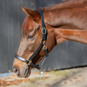 Side view of a horse wearing the black Equinavia Valkyrie Classic Leather Halter