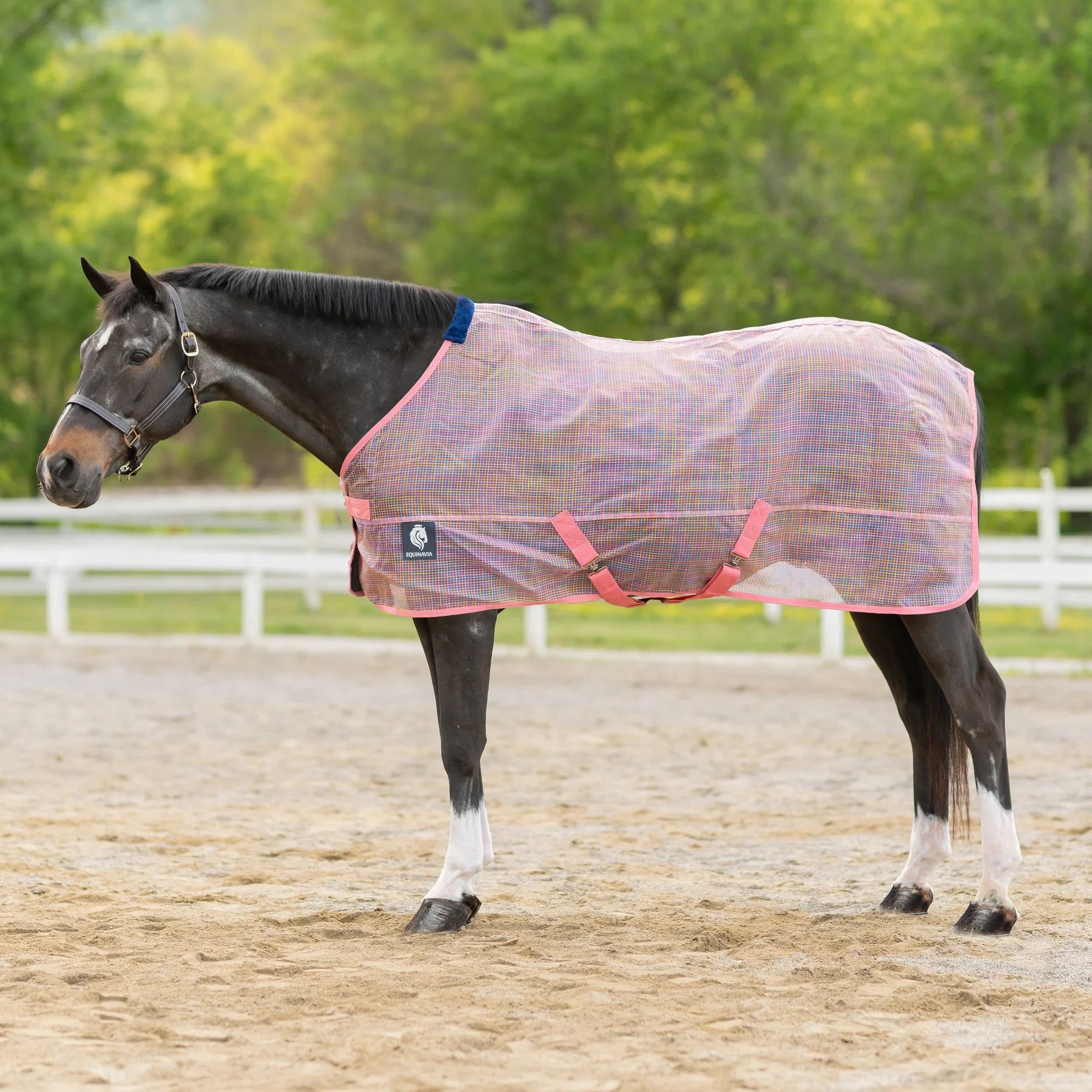 Rainbow Equinavia Lykke Fly Sheet while standing in an outdoor arena