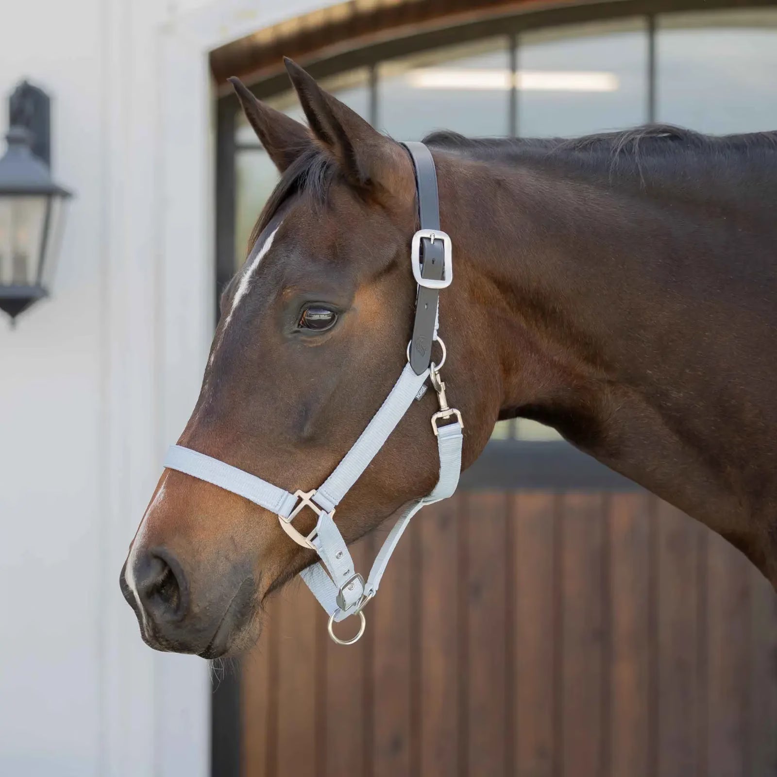 Bay horse wearing the Equinavia Loki Breakaway Halter in color sweet blue while standing in front of a stable