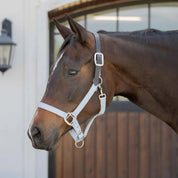 Bay horse wearing the Equinavia Loki Breakaway Halter in color sweet blue while standing in front of a stable
