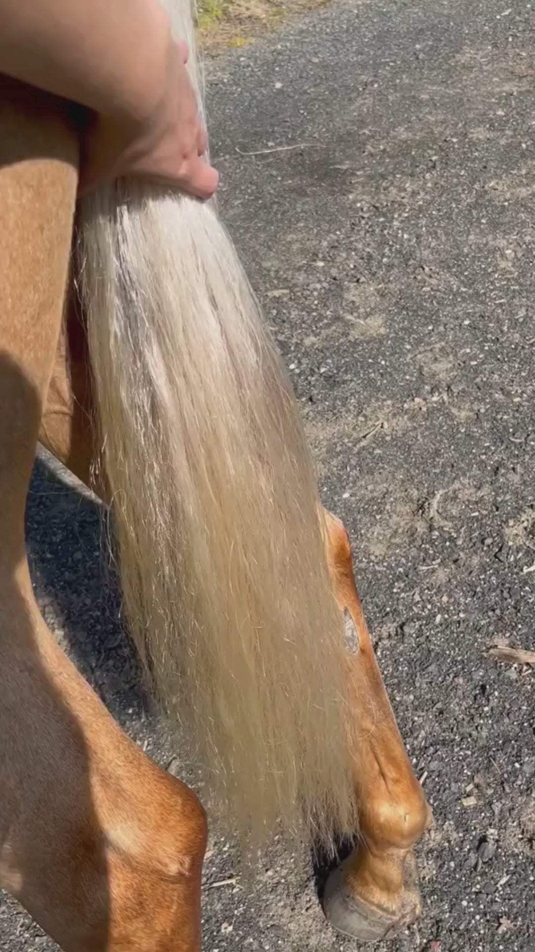 Video showing a horse tail with visible shine and smooth movement after applying Hairy Pony Silky Serum