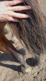 Video showing application of the Hairy Pony Detangle & Shine Spray on a bay horse's tail