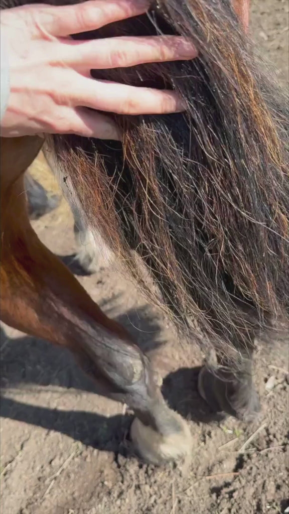 Video showing application of the Hairy Pony Detangle & Shine Spray on a bay horse's tail