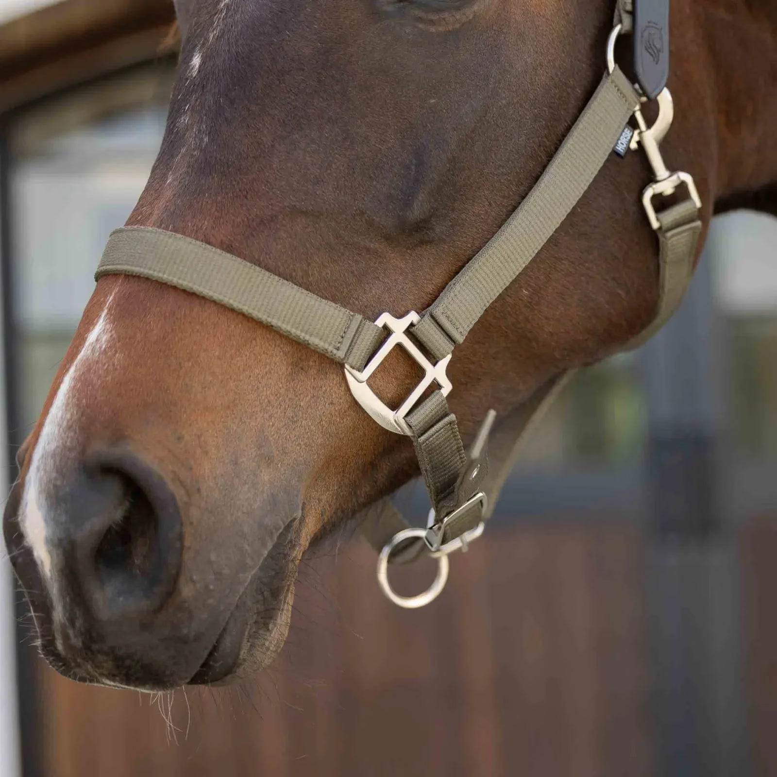 Close up of bay horse wearing the Equinavia Loki Breakaway Halter in color light olive