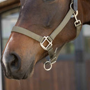 Close up of bay horse wearing the Equinavia Loki Breakaway Halter in color light olive