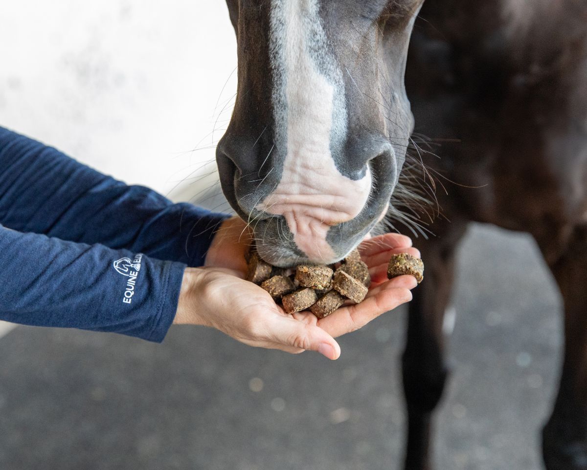View of someone feeding a horse a handful of Equine Elixirs Tummy Crunchies