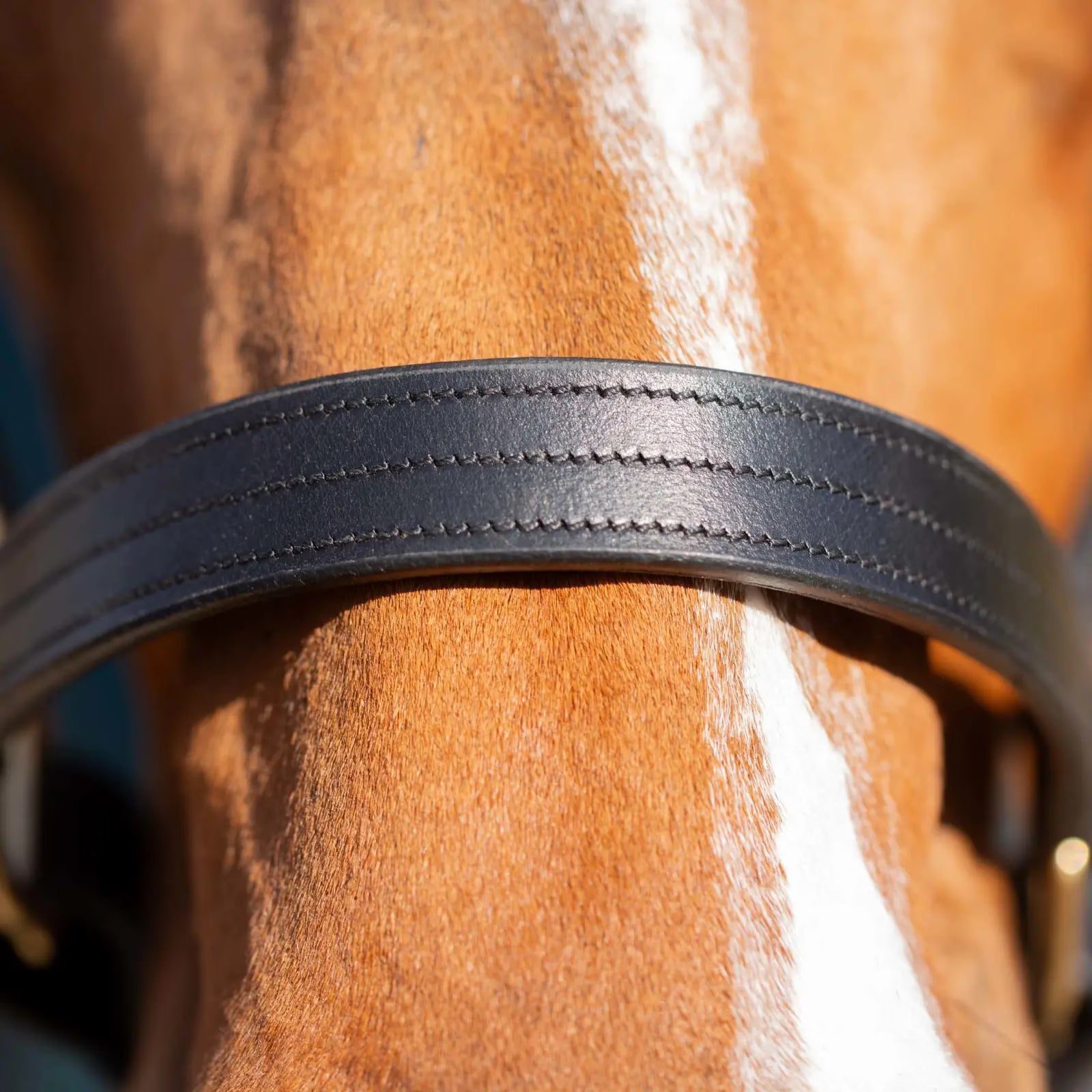 Close-up view of  the noseband on the black Equinavia Valkyrie Classic Leather Halter