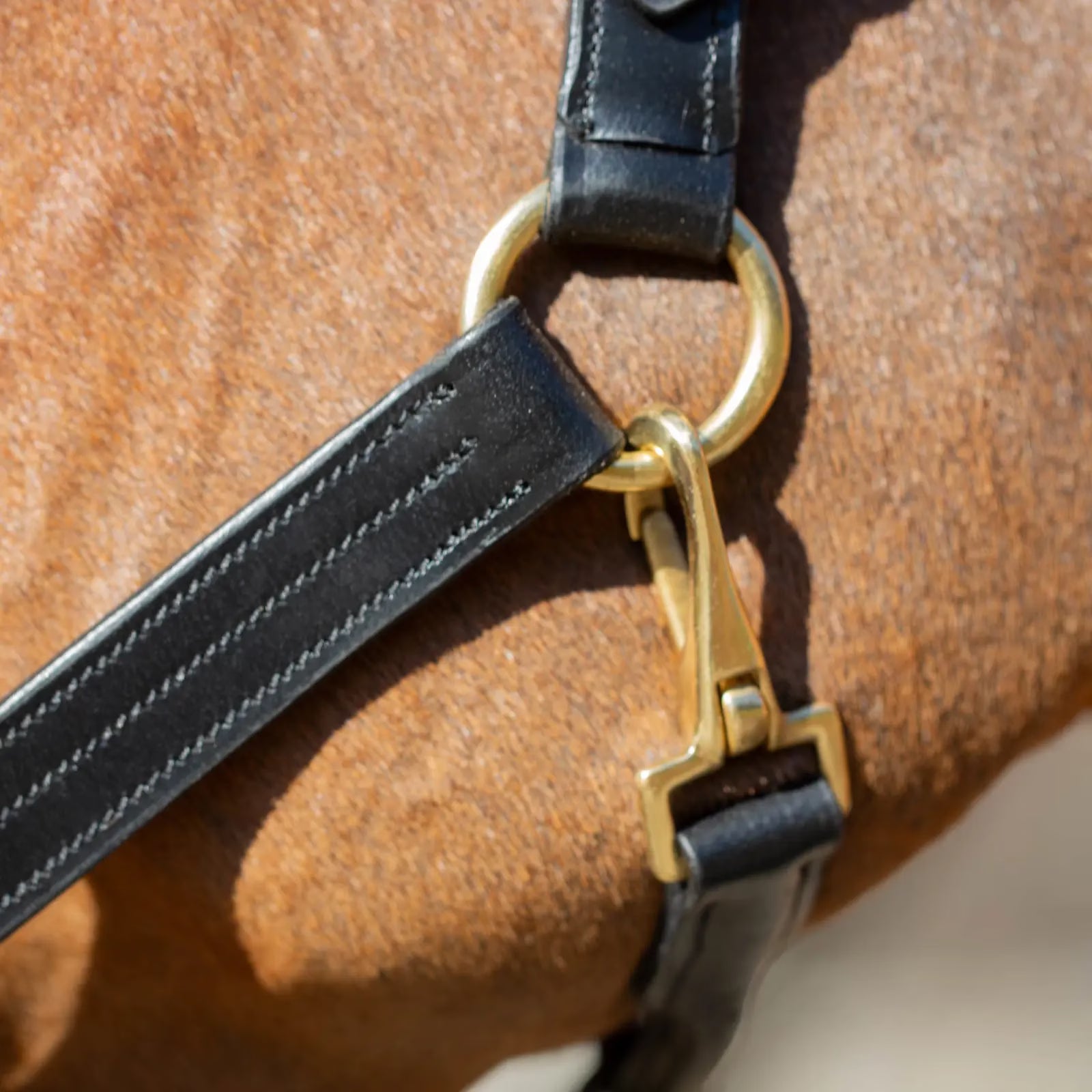 Close-up view of the throat latch on the Equinavia Valkyrie Classic Leather Halter