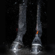View of a horse wearing a pair of Incrediwear Circulation Hock Sleeves on a black background with water droplets in the air