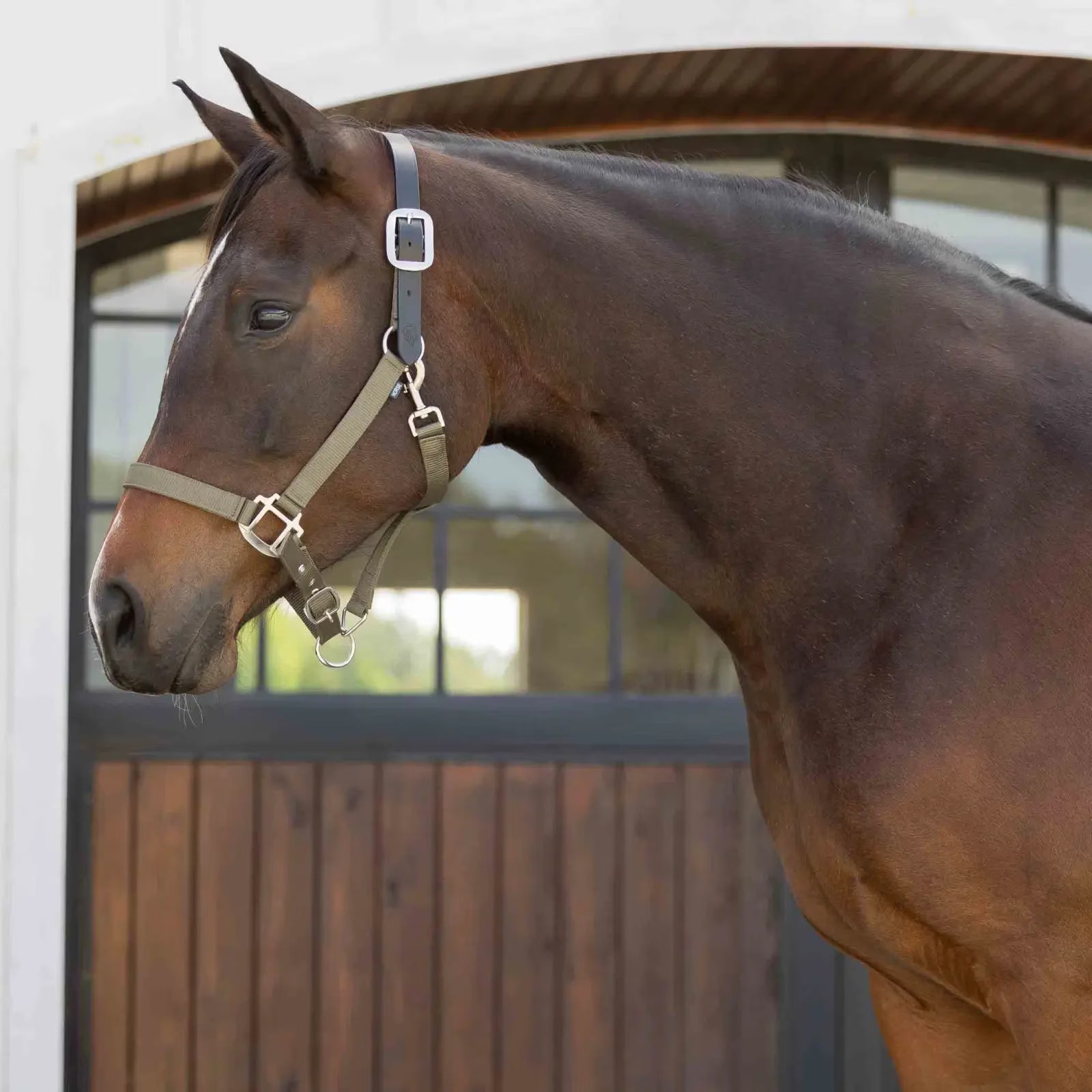 Bay horse wearing the Equinavia Loki Breakaway Halter in color light olive, while standing in front of a stable