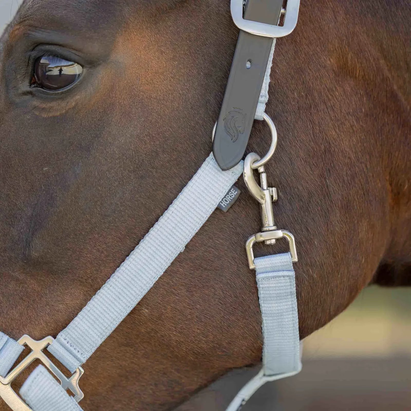 Close up of a bay horse wearing the Equinavia Loki Breakaway Halter in color sweet blue